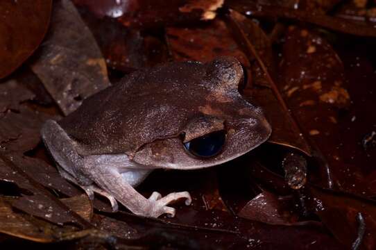 Image of Lowland Litter Frog