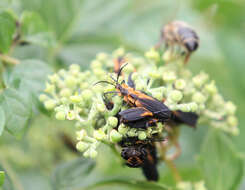 Sivun Lyconotus lateralis (Melsheimer 1846) kuva