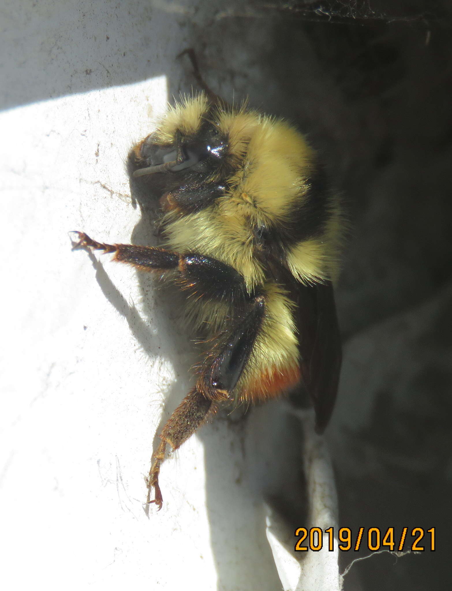 Sivun Bombus centralis Cresson 1864 kuva