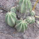 Image de Echinocereus subinermis subsp. subinermis