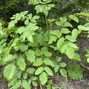 Image of Aralia cordata Thunb.