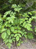 Image of Aralia cordata Thunb.