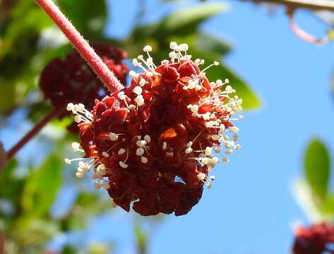 Image de Pisonia capitata (S. Wats.) Standl.