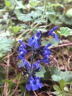 Image of Salvia oblongifolia M. Martens & Galeotti