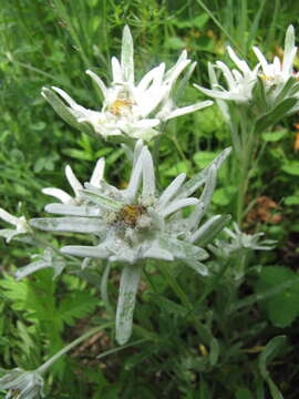 Image of Leontopodium campestre (Ledeb.) Hand.-Mazz.