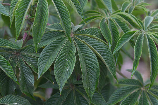 Image of Andinocleome lechleri (Eichler) Iltis & Cochrane