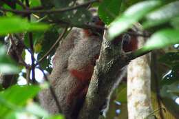 Image of Ornate Titi Monkey