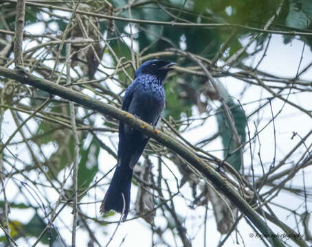 Image of Lesser Racket-tailed Drongo