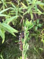 Image of Long-winged Dagger Moth