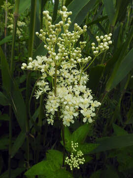 Image of Meadowsweet