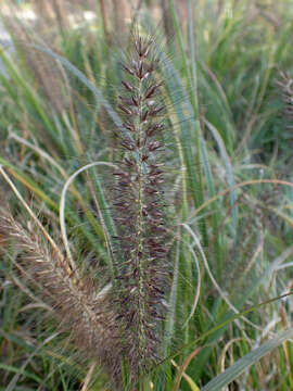 Sivun Cenchrus alopecuroides (L.) Thunb. kuva