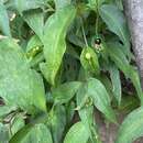 Imagem de Commelina leiocarpa Benth.