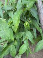 Commelina leiocarpa Benth.的圖片