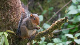 Image of Asian Red-cheeked Squirrel