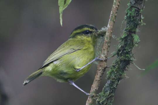 Image of Mountain Leaf Warbler