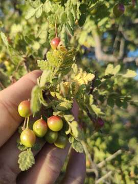 Image of Bursera filicifolia T. S. Brandegee