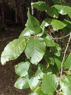 Image of southern beech