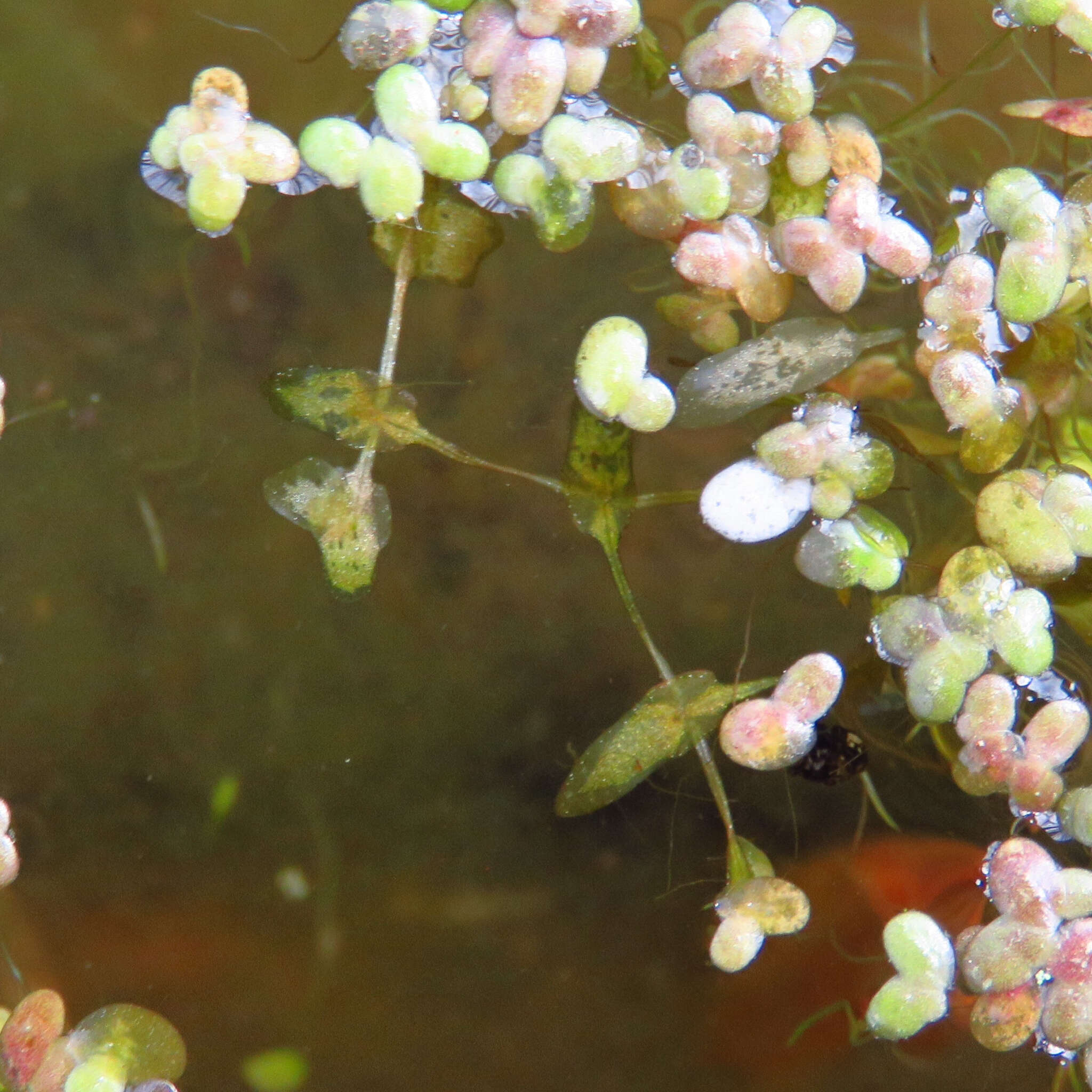 Image of Duckweed