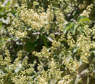 Plancia ëd Prunus ilicifolia (Nutt. ex Hook. & Arn.) D. Dietr.