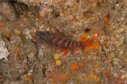 Image of redbanded perch