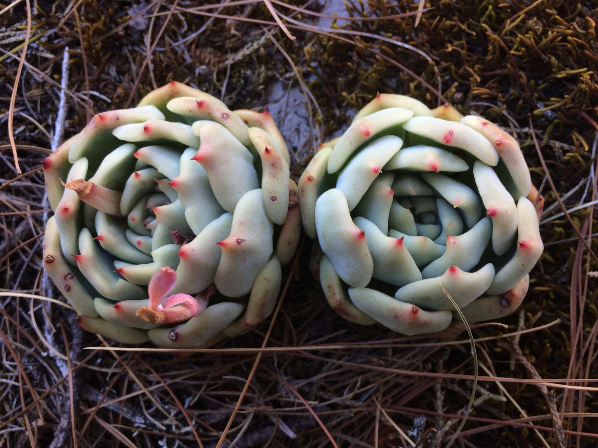 Sivun Echeveria chihuahuaensis v. Poelln. kuva