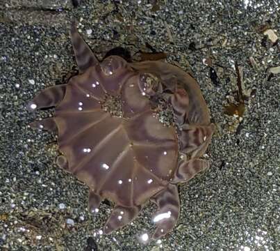 Image of 12-tentacle parasitic anemone