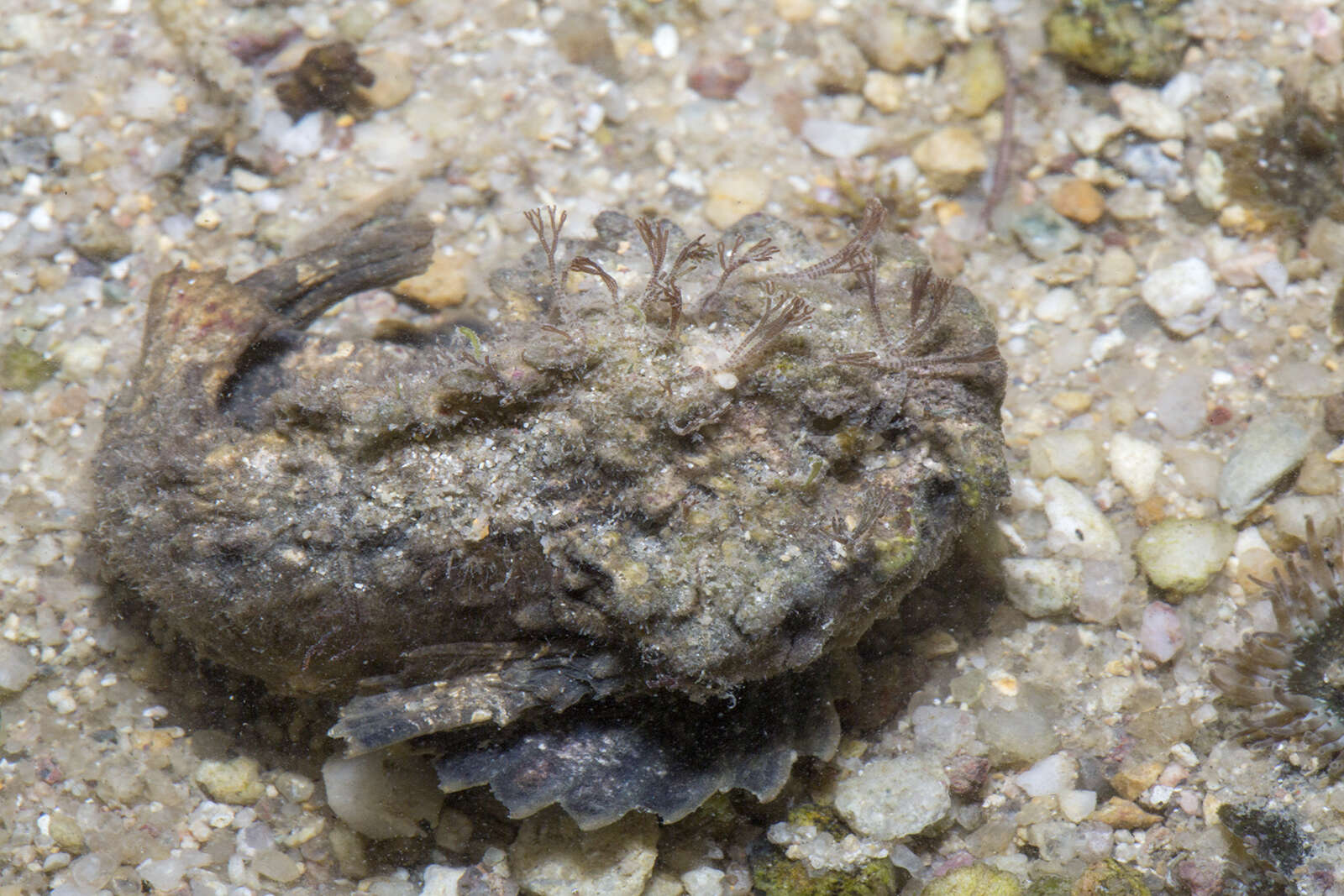 Слика од Synanceia horrida (Linnaeus 1766)