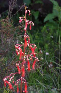 Image of Cape-fuchsia