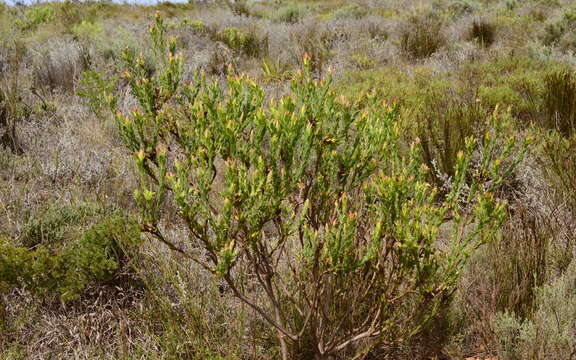 Image of Leucadendron stelligerum I. Williams