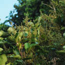 Image of Aglaia rimosa (Blanco) Merr.
