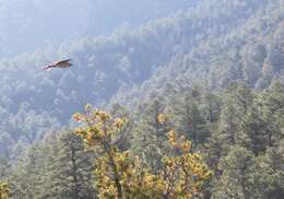 Image of Eurasian Goshawk