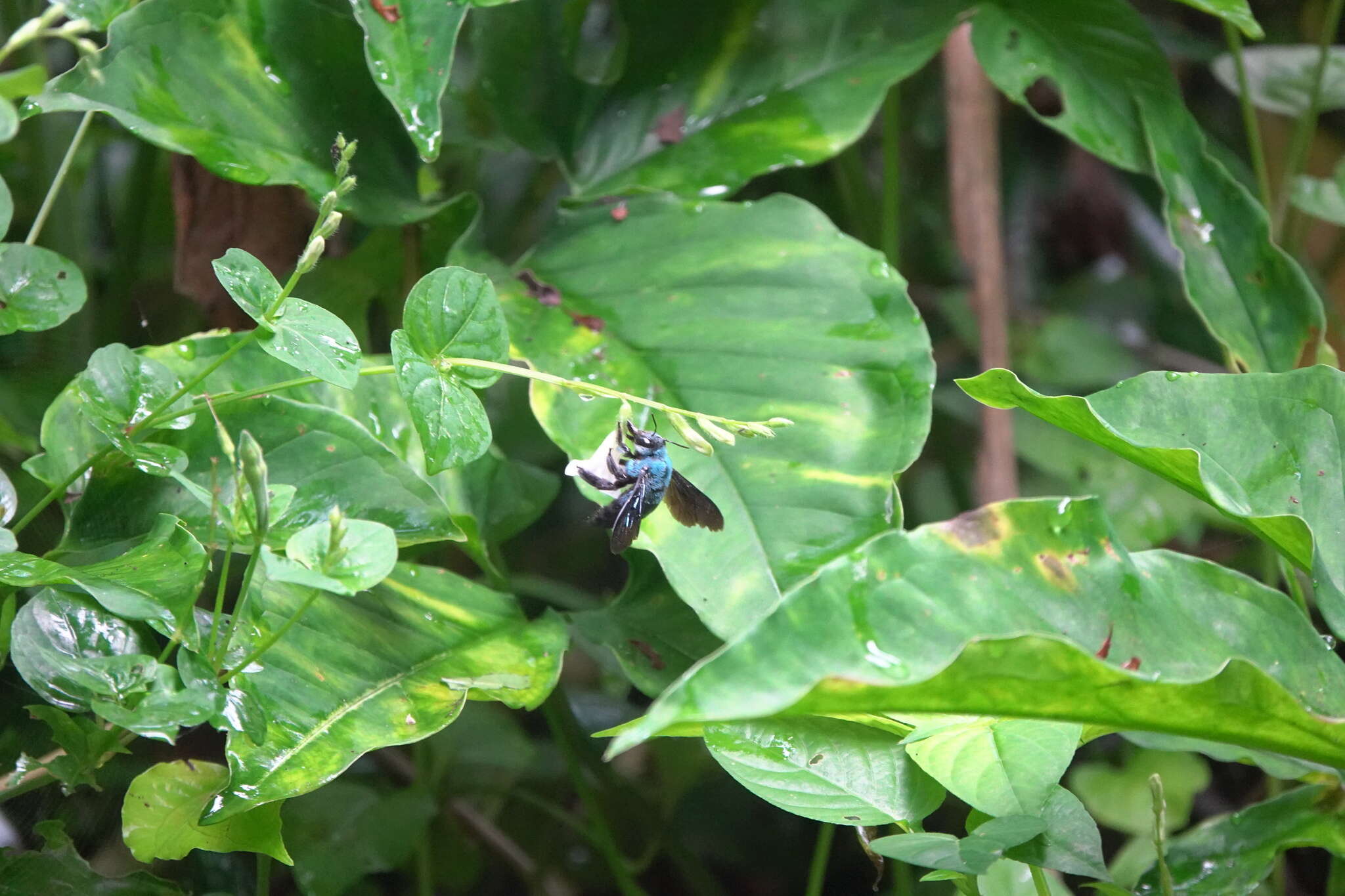 Image of Xylocopa caerulea (Fabricius 1804)