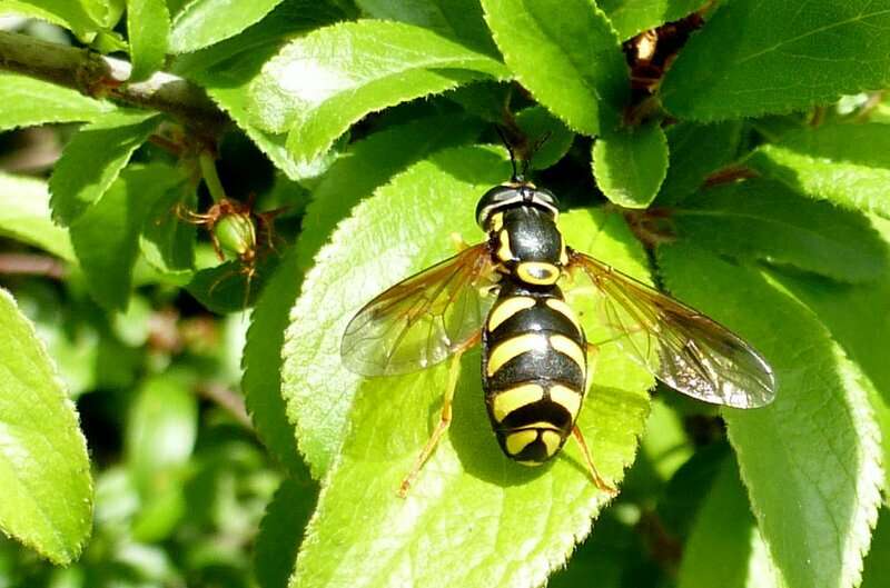 Image de Chrysotoxum vernale Loew 1841