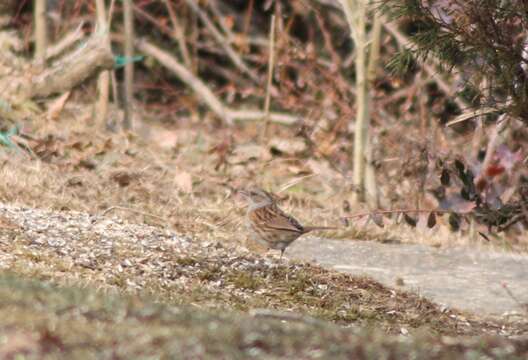 صورة Prunella modularis modularis (Linnaeus 1758)