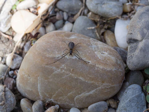 Image of Tetragnatha nigrita Lendl 1886