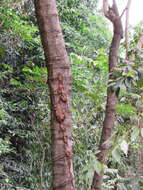 Image of Silk tree