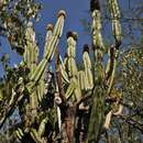 Image de Pachycereus militaris (Audot) D. R. Hunt