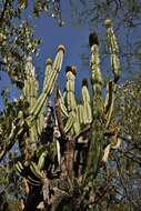 Image of Grenadier's Cap Cactus