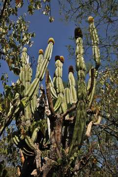 Imagem de Pachycereus militaris (Audot) D. R. Hunt