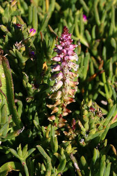 Image of Lachenalia pallida Aiton