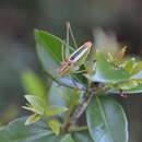 Image de Poecilimon (Poecilimon) jonicus subsp. jonicus (Fieber 1853)