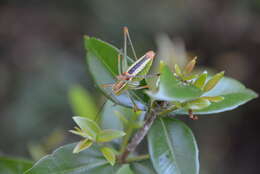 Image de Poecilimon (Poecilimon) jonicus subsp. jonicus (Fieber 1853)