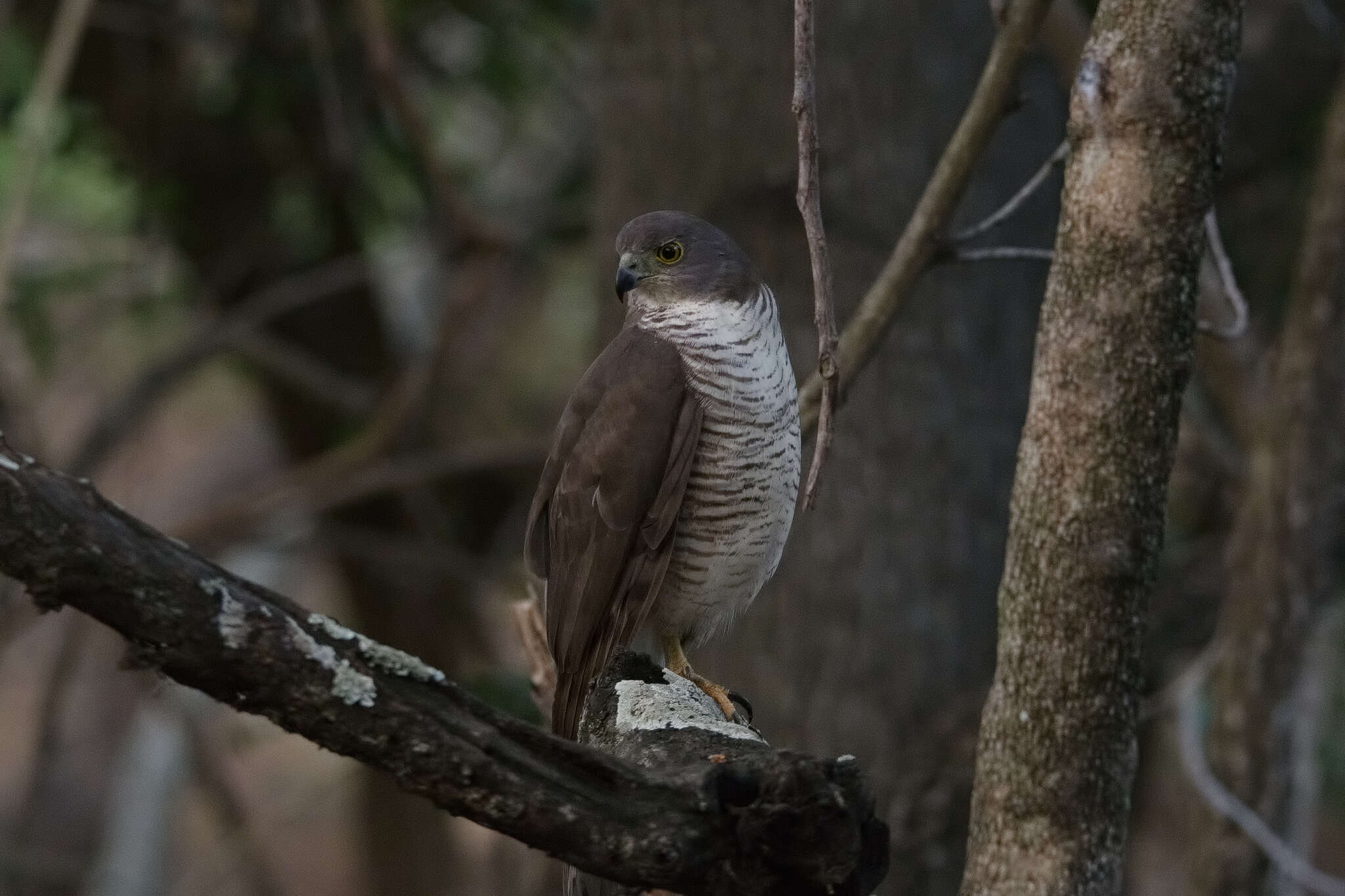 Accipiter tachiro (Daudin 1800)的圖片