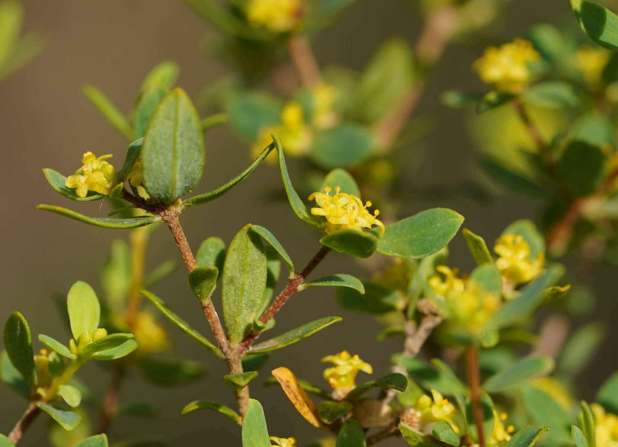 Image of Pimelea flava subsp. flava