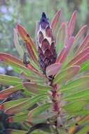 Image of Protea lepidocarpodendron (L.) L.