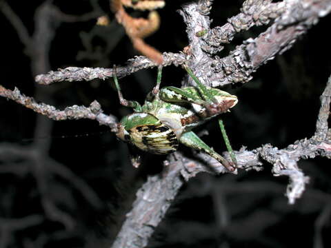 Image of Aglaothorax ovata ovata (Scudder & S. H. 1899)