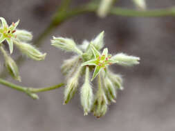 Image of Scrub buckwheat