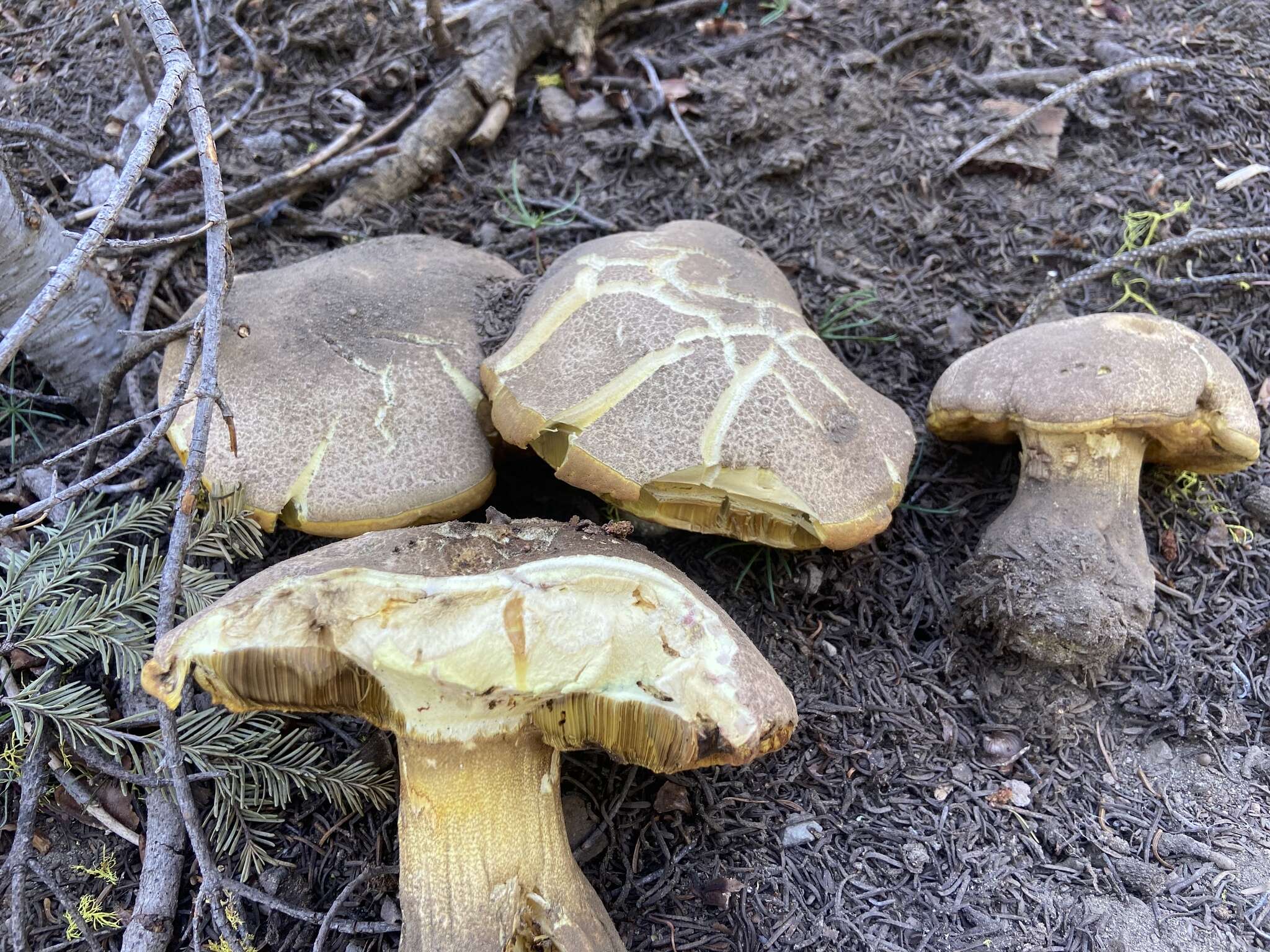 Image of Butyriboletus abieticola (Thiers) D. Arora & J. L. Frank 2014