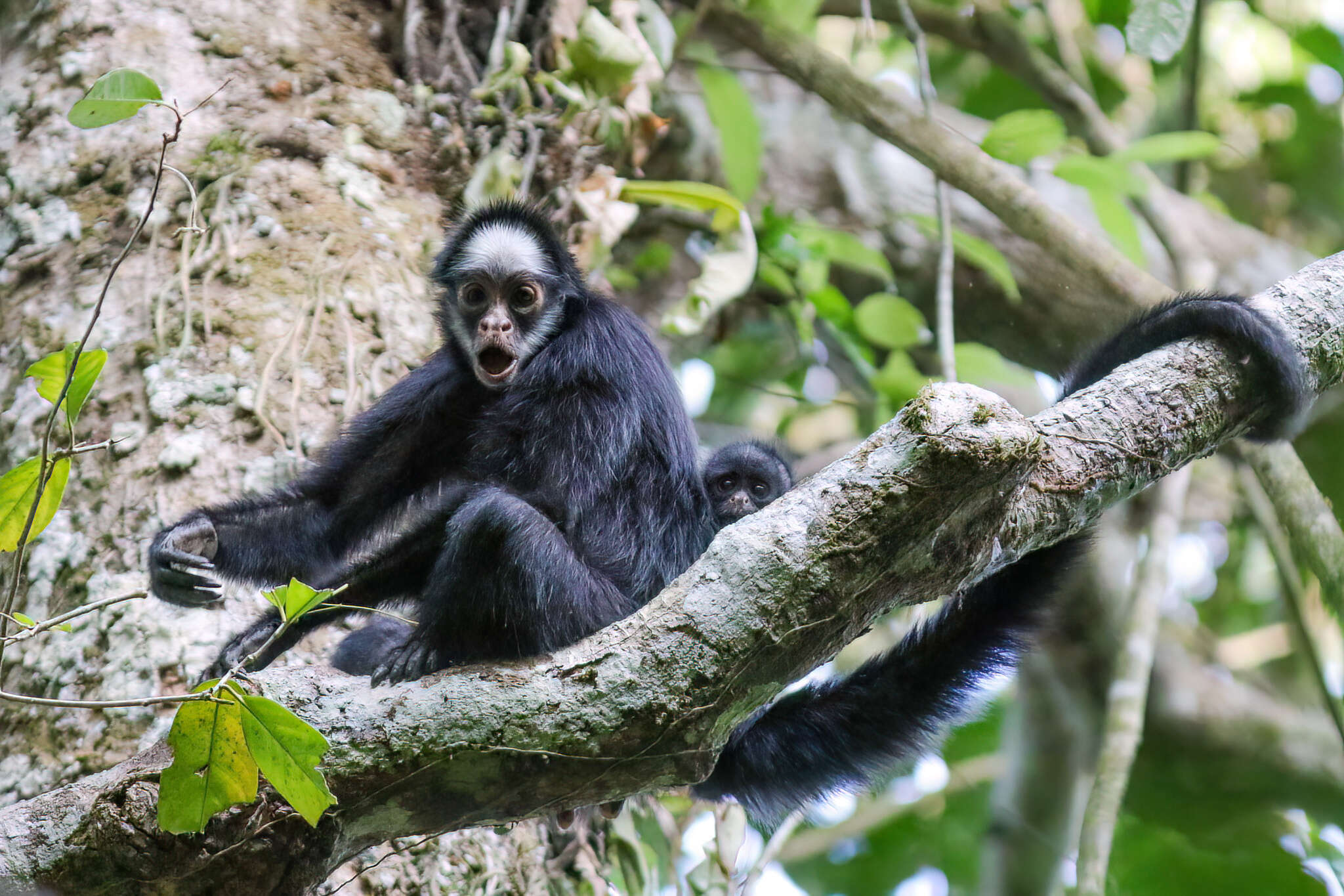 Image of White-cheeked Spider Monkey