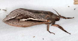 Image of Labyrinthine Ghost Moth